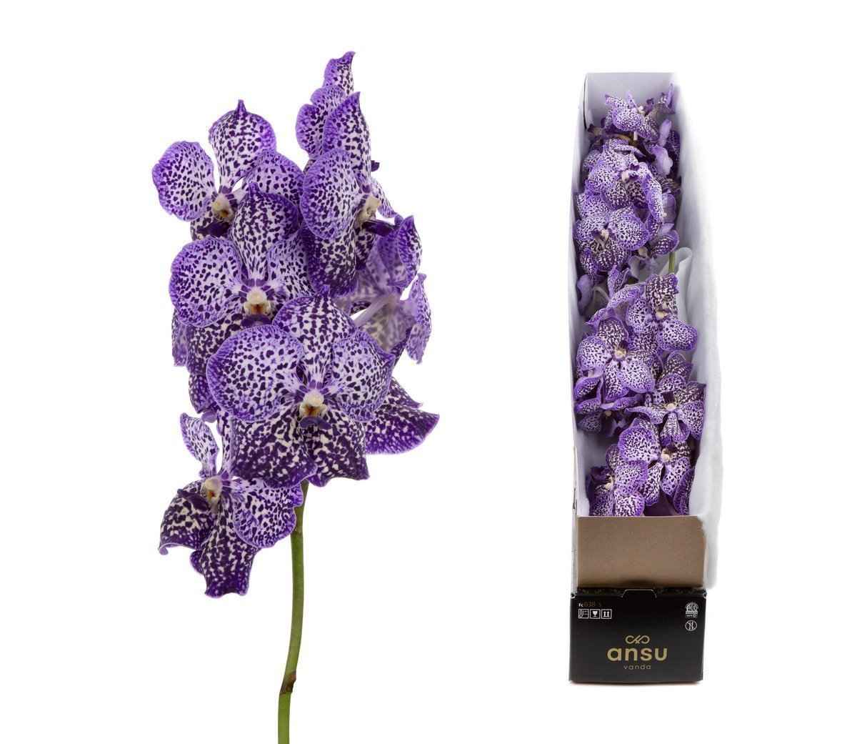 Срезанные цветы оптом Vanda sunanda royal purple per stem от 4шт из Голландии с доставкой по России