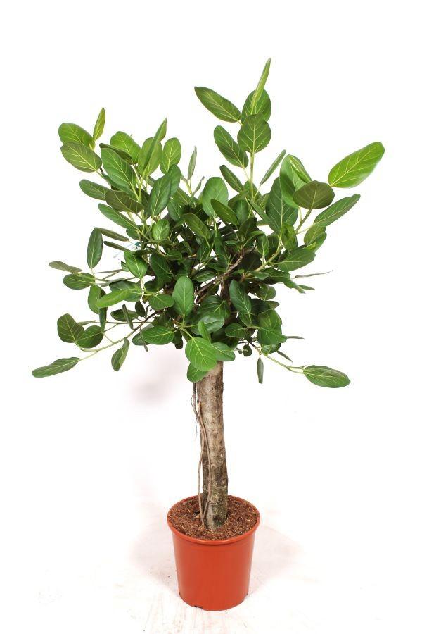 Горшечные цветы и растения оптом Ficus Ben Audrey On Stem от 1шт из Голландии с доставкой по России