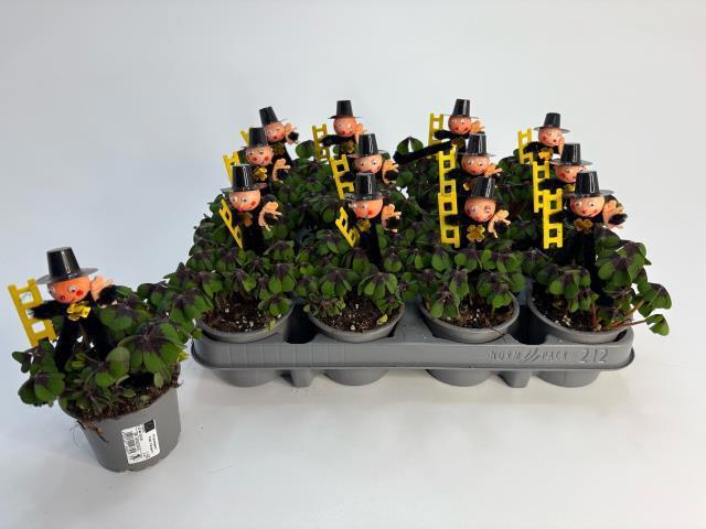 Горшечные цветы и растения оптом Oxalis Deppei от 12шт (для телеги) из Голландии с доставкой по России