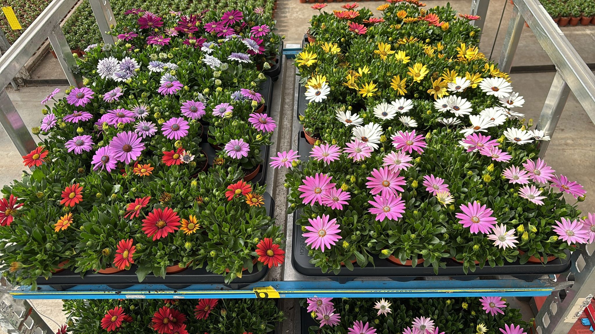 Горшечные цветы и растения оптом Osteo Gem от 8шт из Голландии с доставкой по России