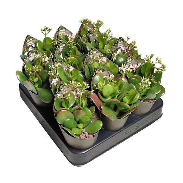 Горшечные цветы и растения оптом Crassula Portulacea Potcover от 12шт из Голландии с доставкой по России