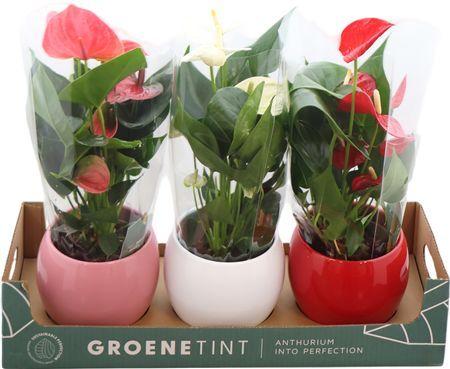 Горшечные цветы и растения оптом Anthu An Ton Sur Ton In Diverse Kl от 3шт из Голландии с доставкой по России