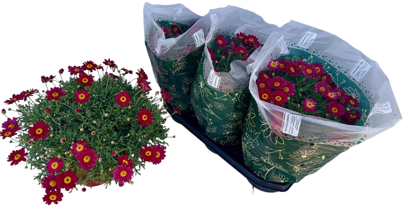 Горшечные цветы и растения оптом Arg Giuditta от 3шт из Голландии с доставкой по России