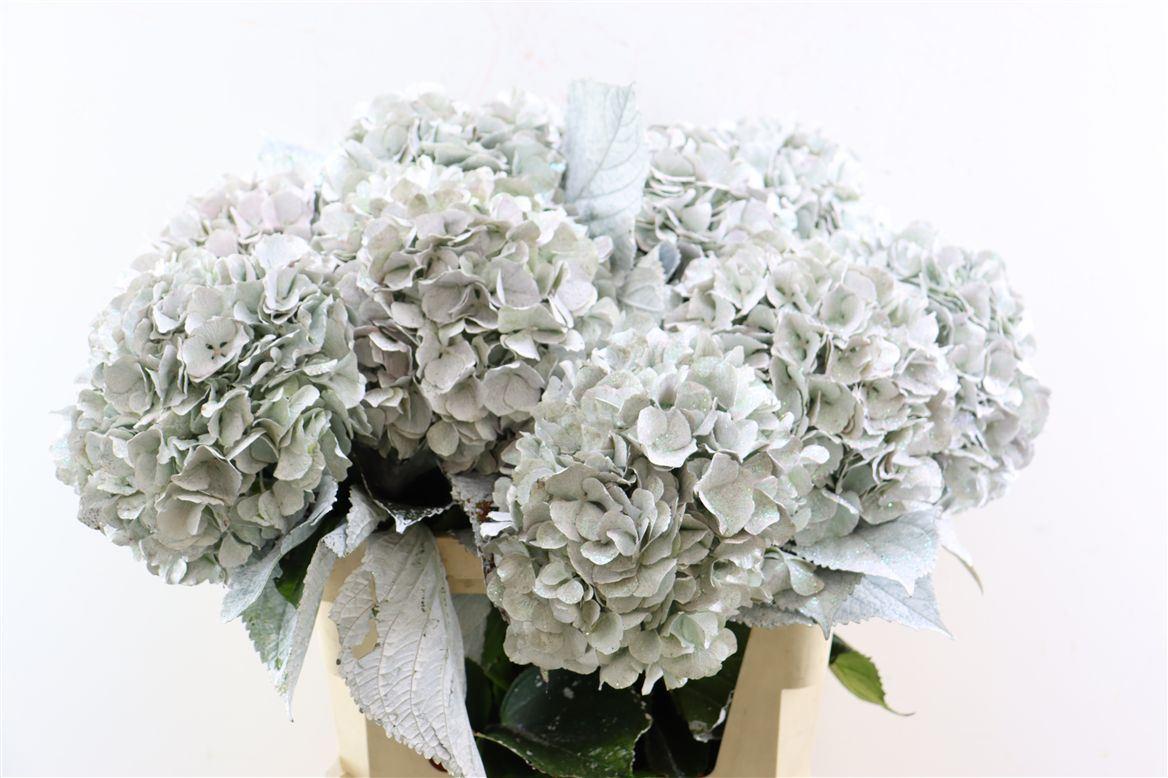 Срезанные цветы оптом Hydrangea pink white от 10шт из Голландии с доставкой по России