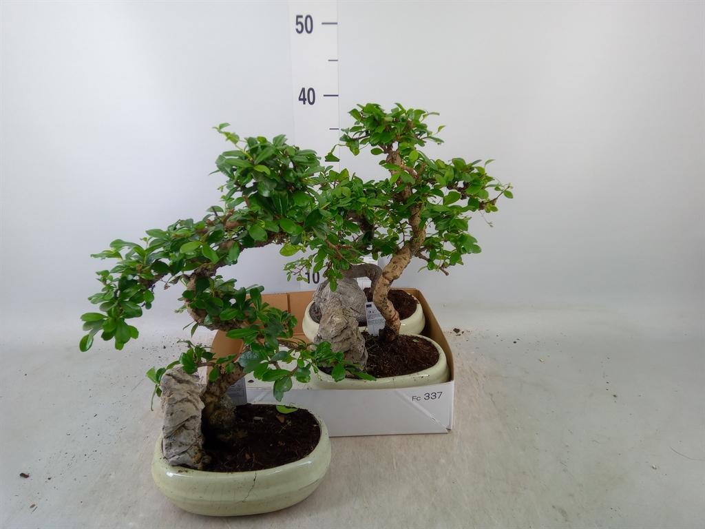 Горшечные цветы и растения оптом Bonsai Mixed S-shape Easy Care In O от 3шт из Голландии с доставкой по России