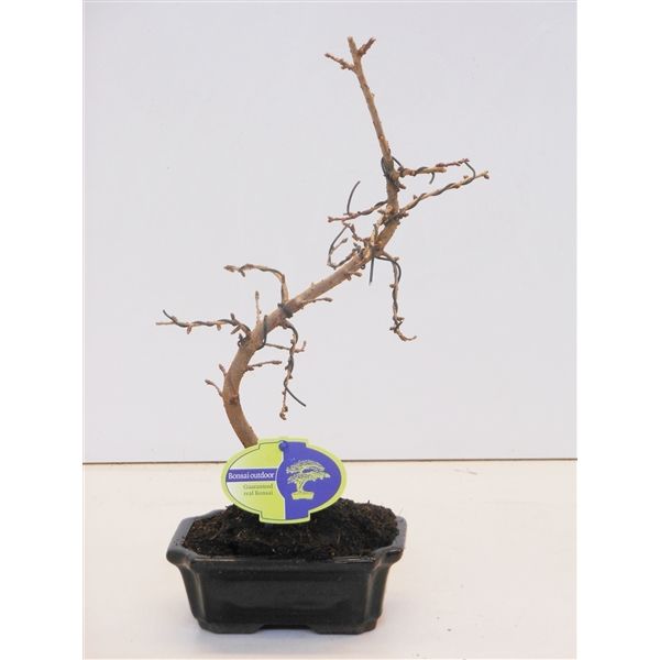 Горшечные цветы и растения оптом Bonsai Pseudolarix Amabilis 15 Cm Shape от 8шт из Голландии с доставкой по России