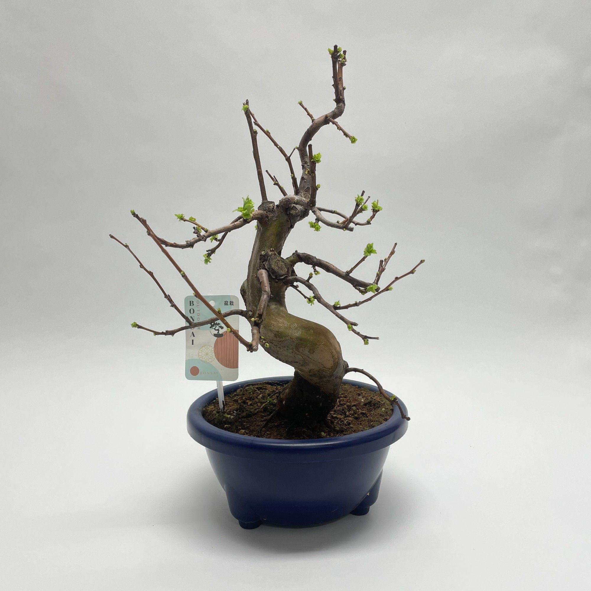 Горшечные цветы и растения оптом Bonsai Pseudocydonia от 1шт из Голландии с доставкой по России