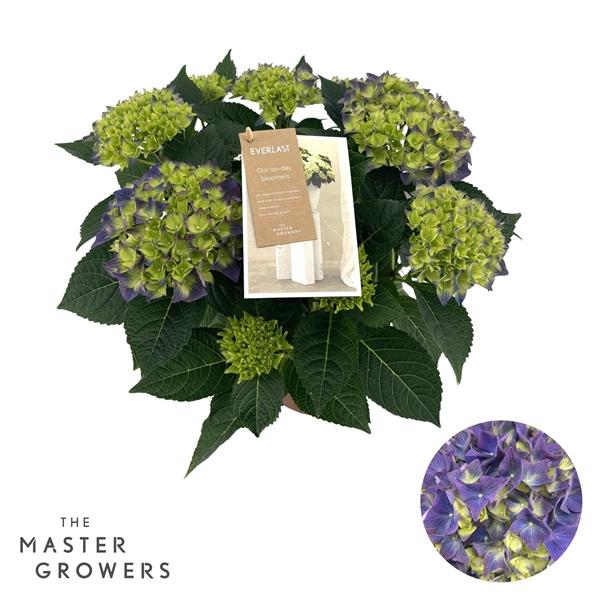 Горшечные цветы и растения оптом Hydrangea Ma Hi Ocean Blue 9+ от 6шт из Голландии с доставкой по России