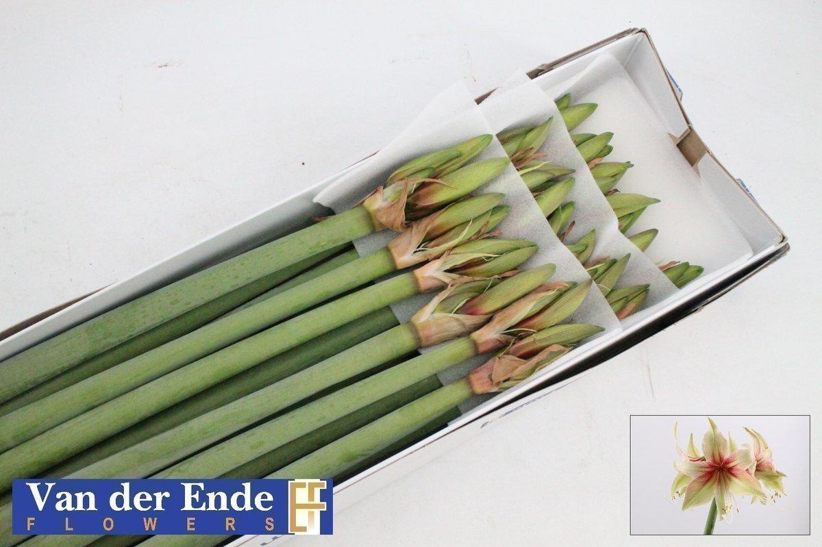 Срезанные цветы оптом Hippeastrum dance valley от 18шт из Голландии с доставкой по России