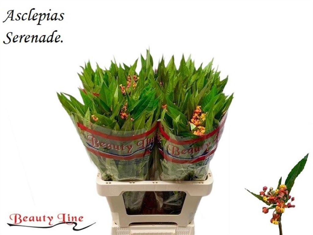 Срезанные цветы оптом Asclepias serenade от 75шт из Голландии с доставкой по России