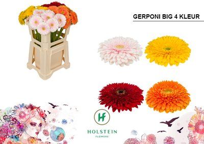 Срезанные цветы оптом Gerbera gerponi big mix in row от 40шт из Голландии с доставкой по России