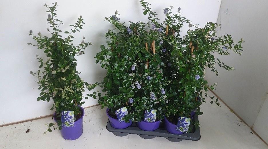 Горшечные цветы и растения оптом Cean Th Repens от 6шт из Голландии с доставкой по России