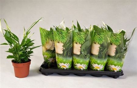 Горшечные цветы и растения оптом Spath Alana 3+ от 10шт из Голландии с доставкой по России