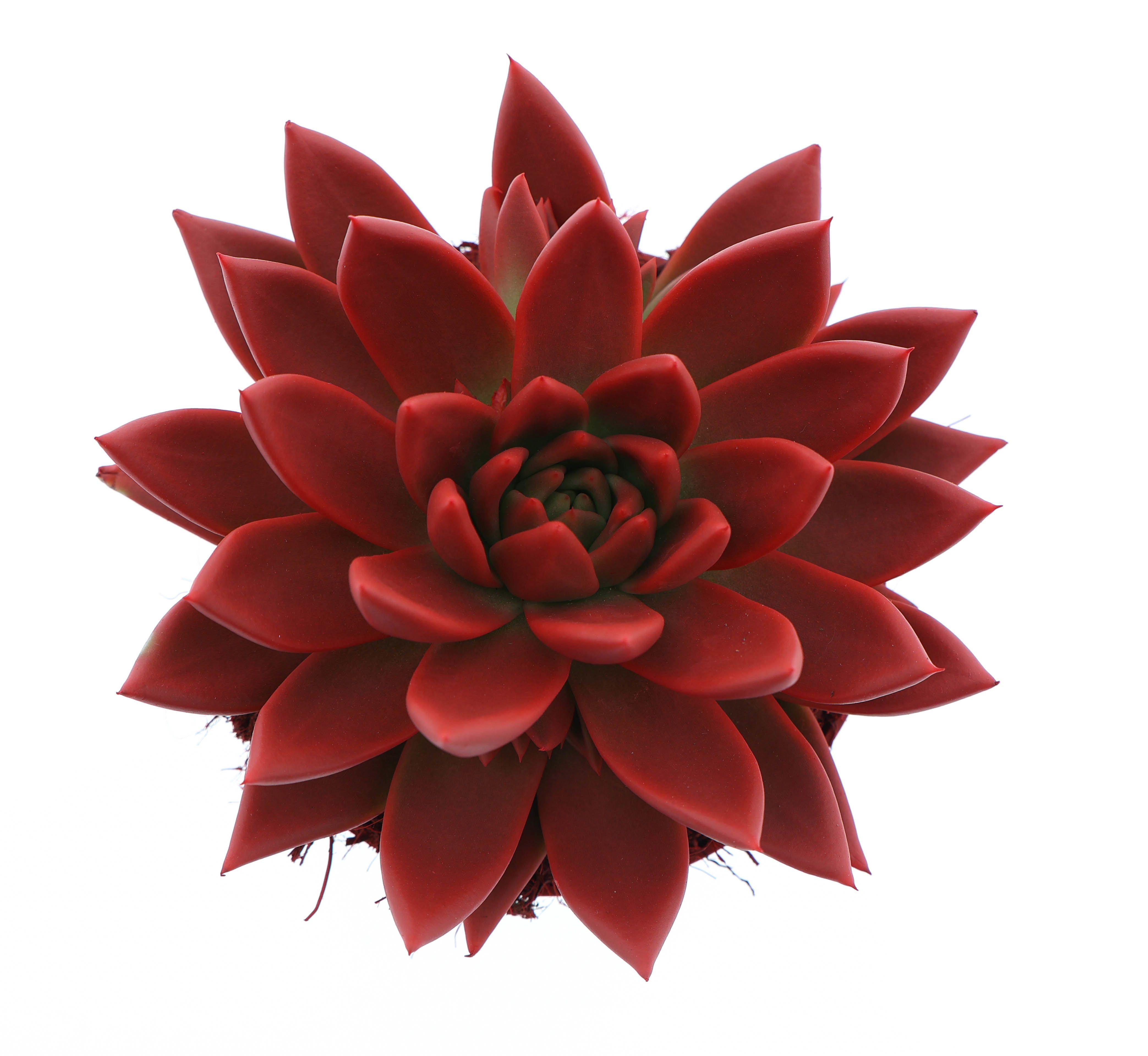 Горшечные цветы и растения оптом Echeveria Rainbow Red от 6шт из Голландии с доставкой по России