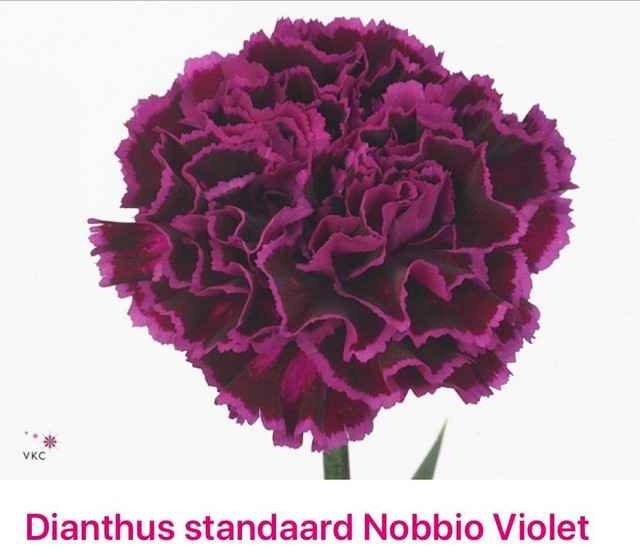 Срезанные цветы оптом Dianthus st nobbio violet от 80шт из Голландии с доставкой по России