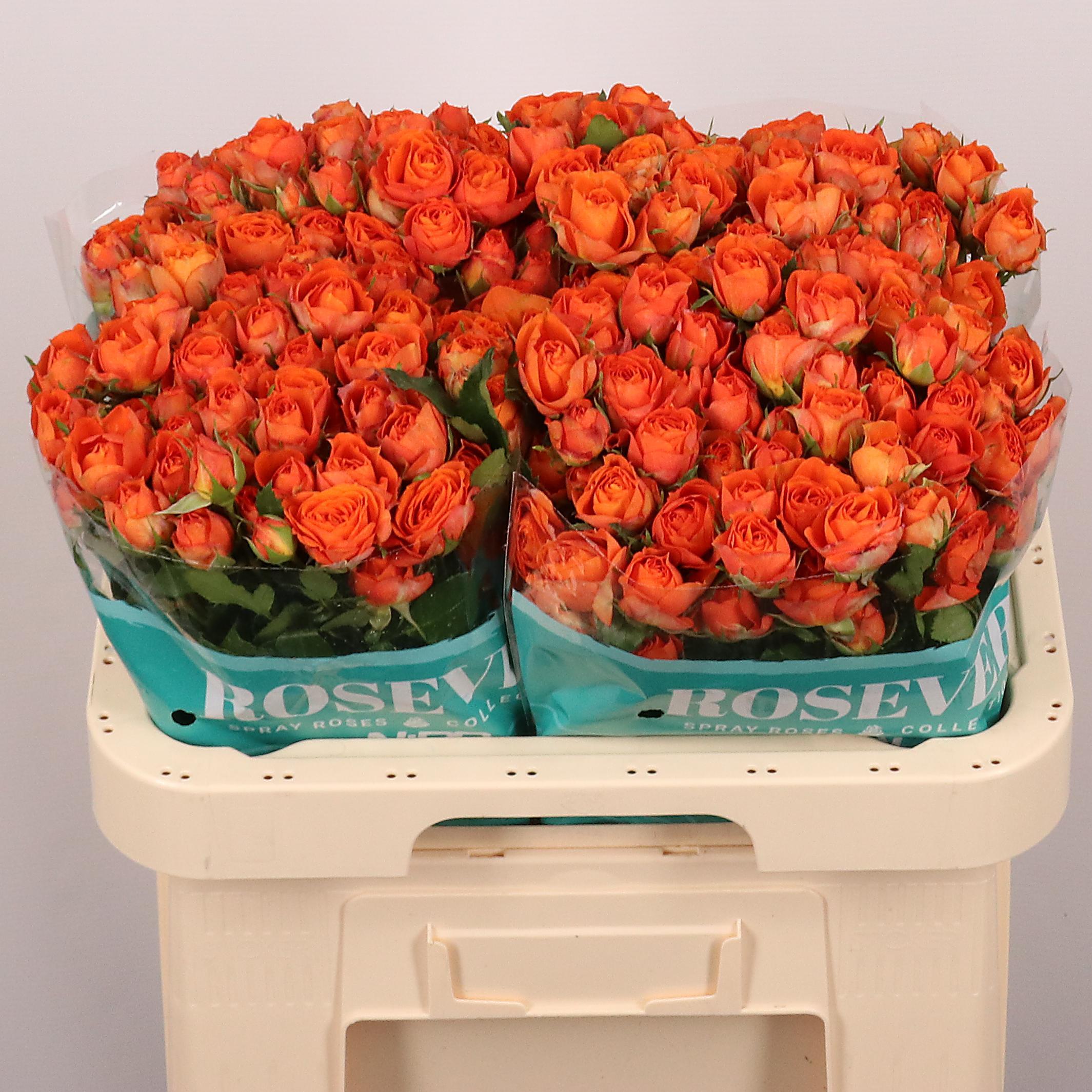 Срезанные цветы оптом Rosa spray dragon от 30шт из Голландии с доставкой по России