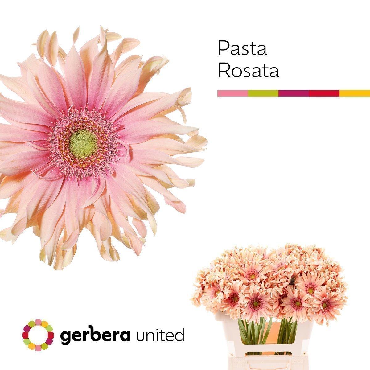 Срезанные цветы оптом Gerbera pasta rosata от 40шт из Голландии с доставкой по России