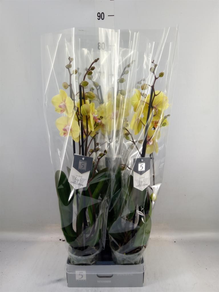Горшечные цветы и растения оптом Phalaenopsis   ...yellow от 5шт из Голландии с доставкой по России