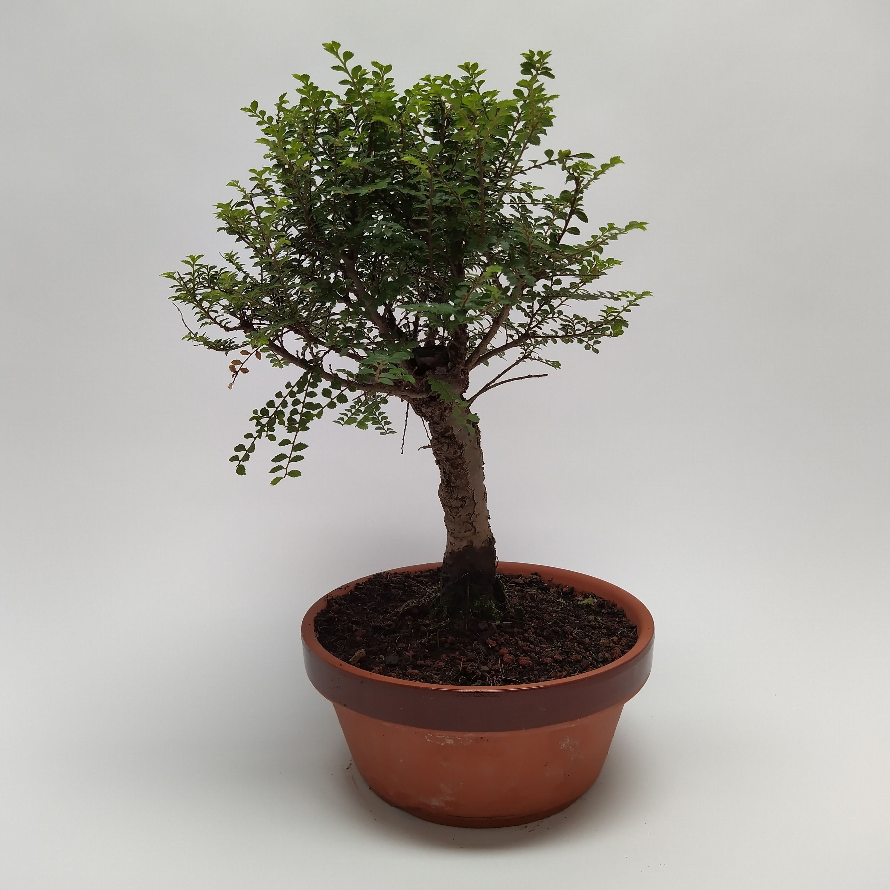 Горшечные цветы и растения оптом Bonsai Ulmus Hokkaido от 2шт из Голландии с доставкой по России