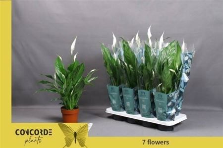 Горшечные цветы и растения оптом Spath Sweet Benito 7+ от 8шт из Голландии с доставкой по России