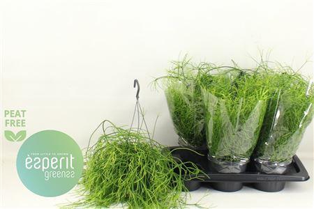 Горшечные цветы и растения оптом Rhipsalis Ba Oasis Hangpotten от 6шт из Голландии с доставкой по России