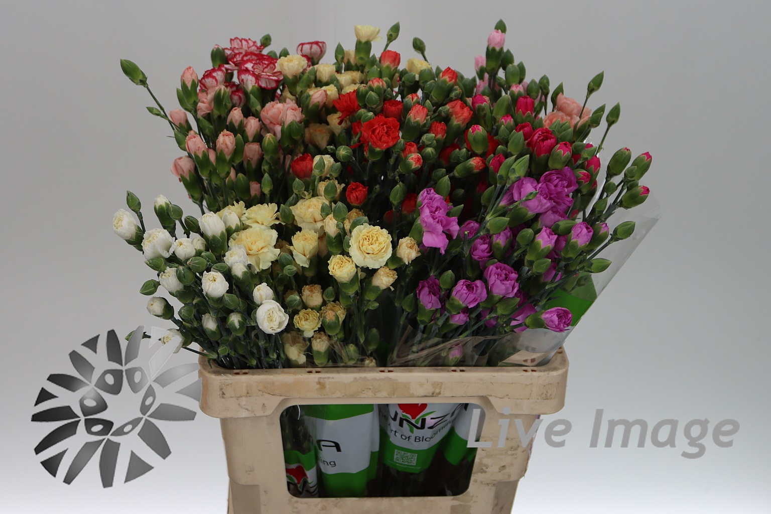 Срезанные цветы оптом Dianthus sp mix in bucket от 100шт из Голландии с доставкой по России