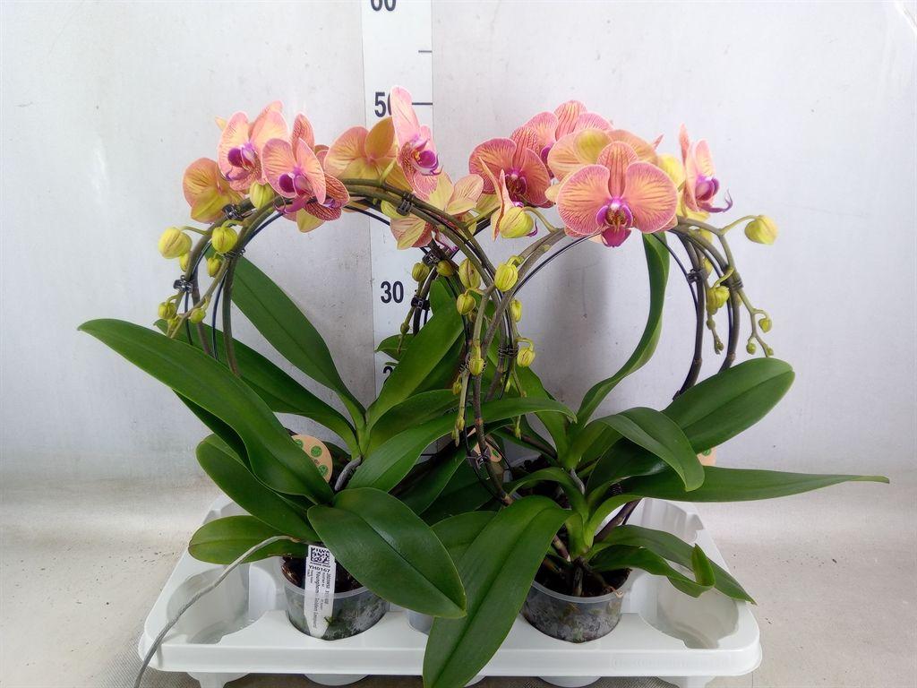 Горшечные цветы и растения оптом Phalaenopsis   ... от 4шт' из Голландии с доставкой по России