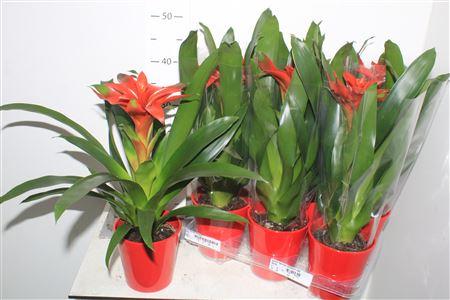 Горшечные цветы и растения оптом Guzm Denise Ceramic Red от 6шт из Голландии с доставкой по России