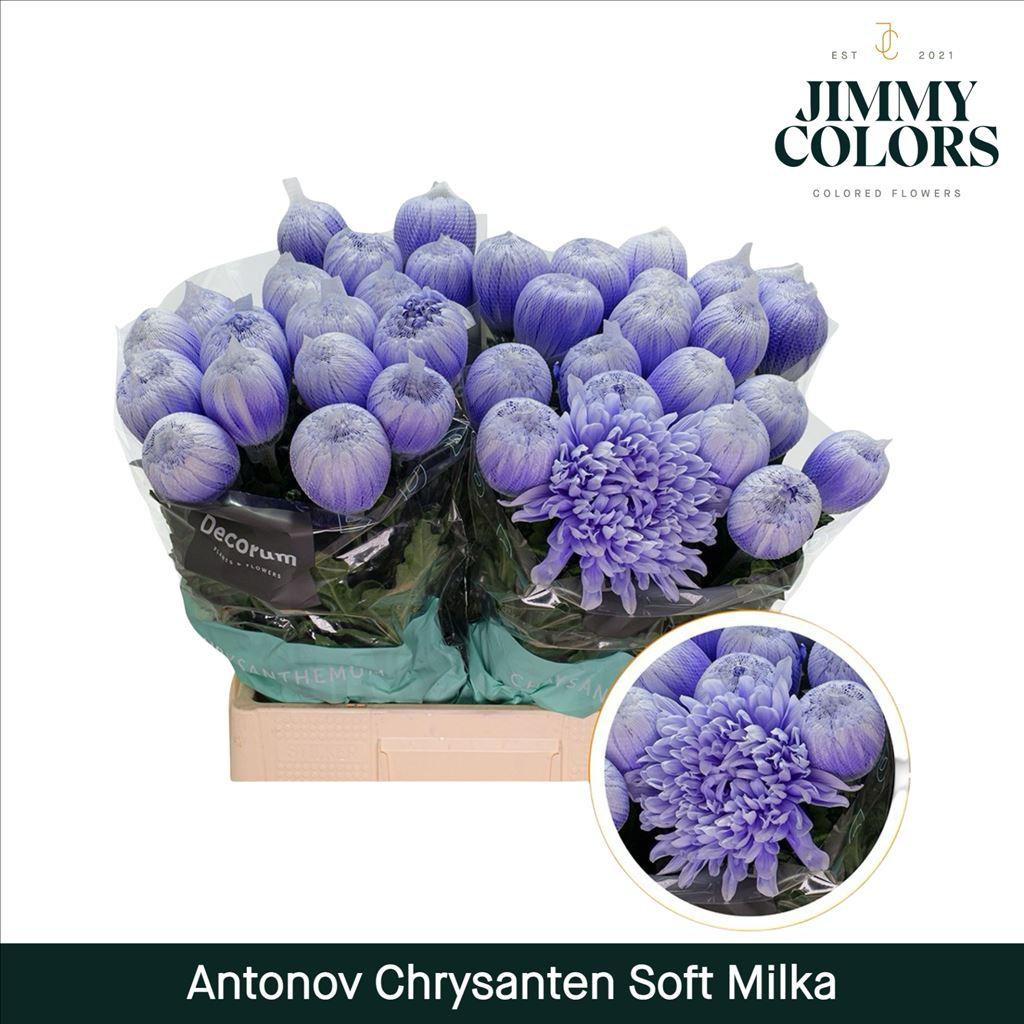 Срезанные цветы оптом Chrys bl paint antonov soft milka от 40шт из Голландии с доставкой по России
