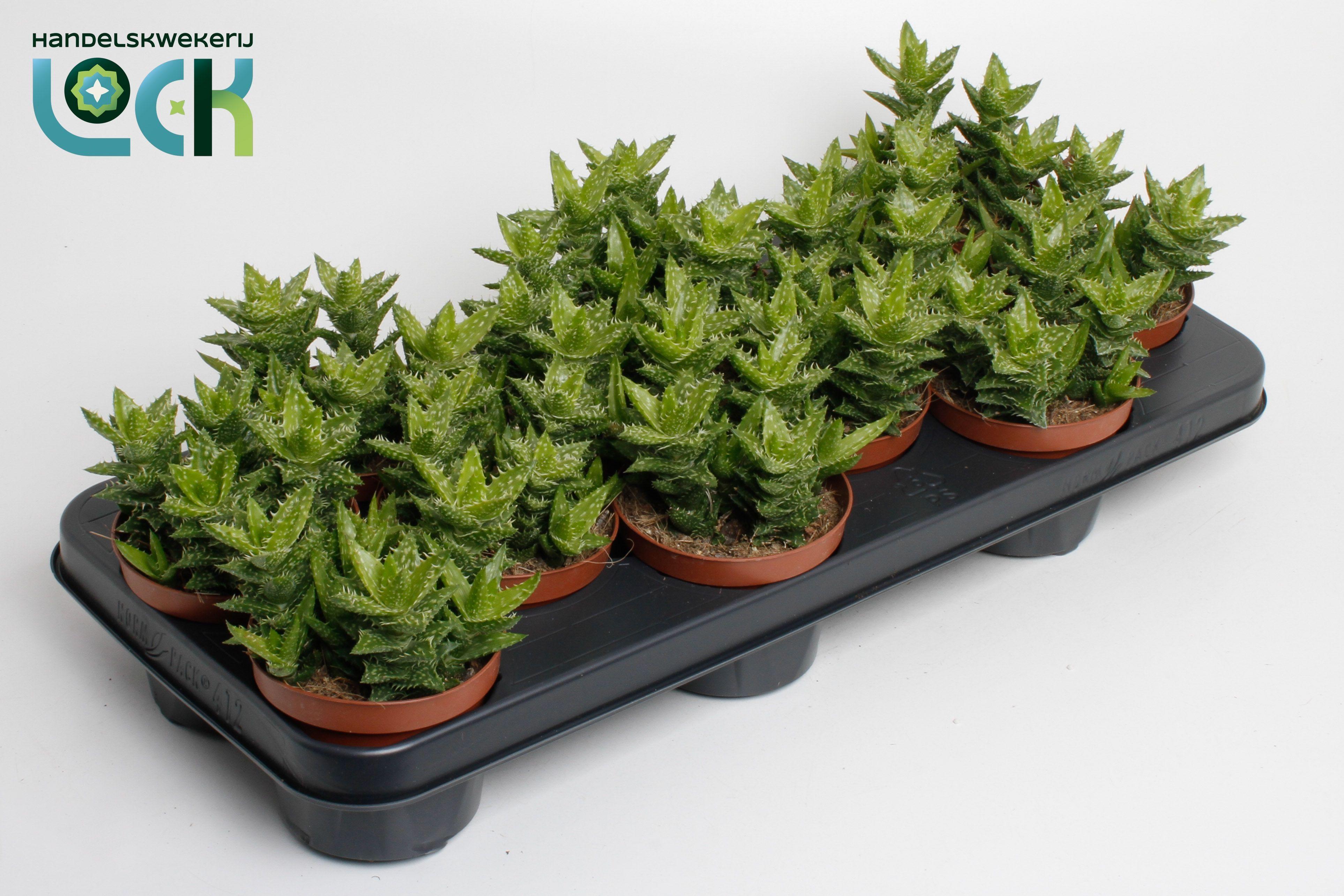 Горшечные цветы и растения оптом Aloe Ov от 9шт из Голландии с доставкой по России