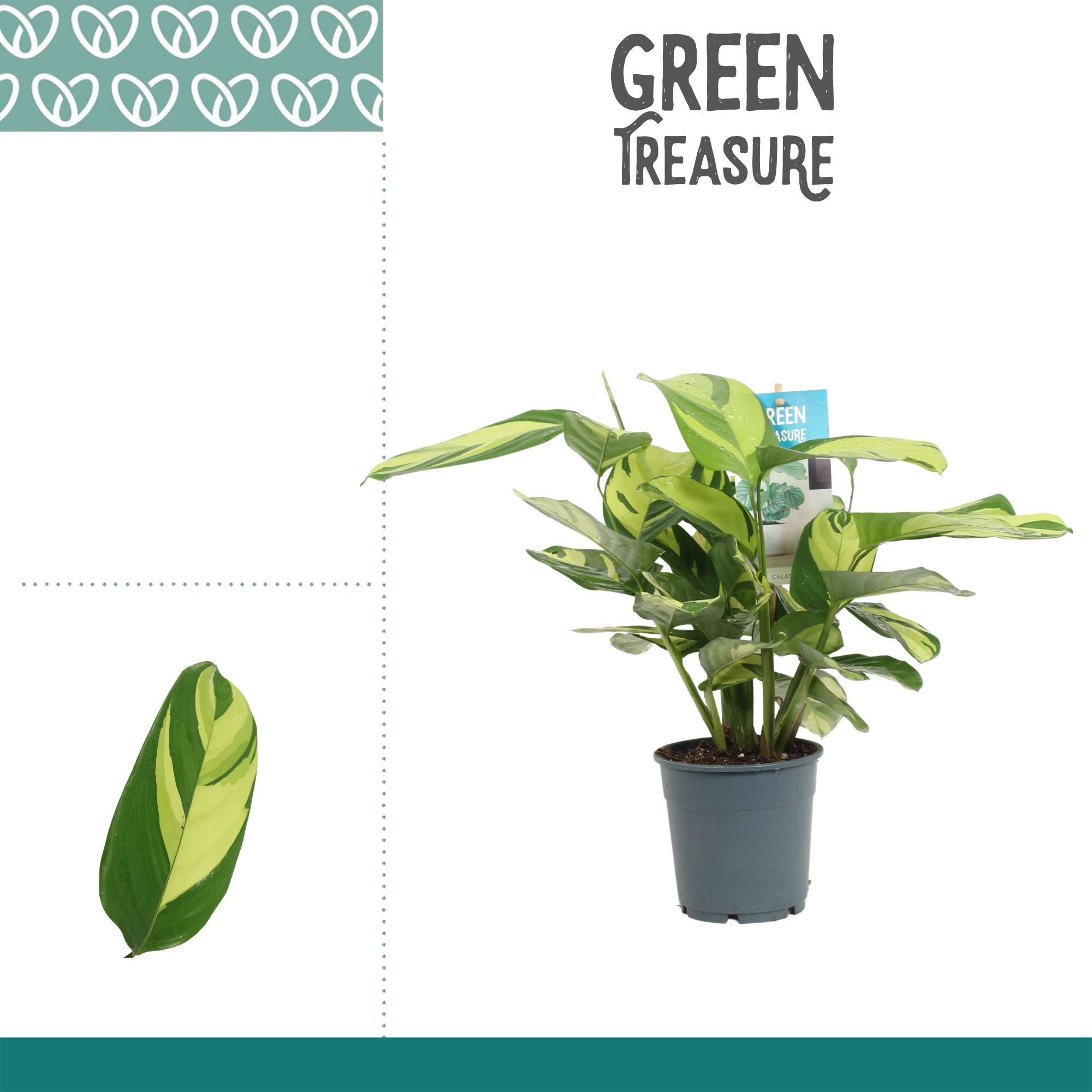 Горшечные цветы и растения оптом Calathea Pilosa от 6шт из Голландии с доставкой по России