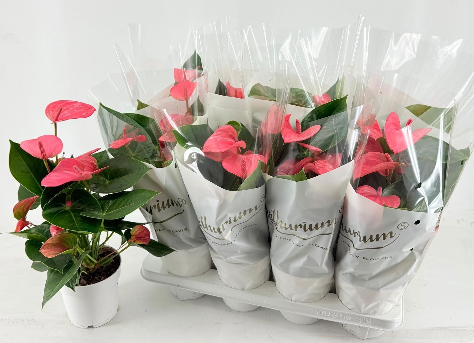 Горшечные цветы и растения оптом Anthu An Pink Champi от 8шт из Голландии с доставкой по России