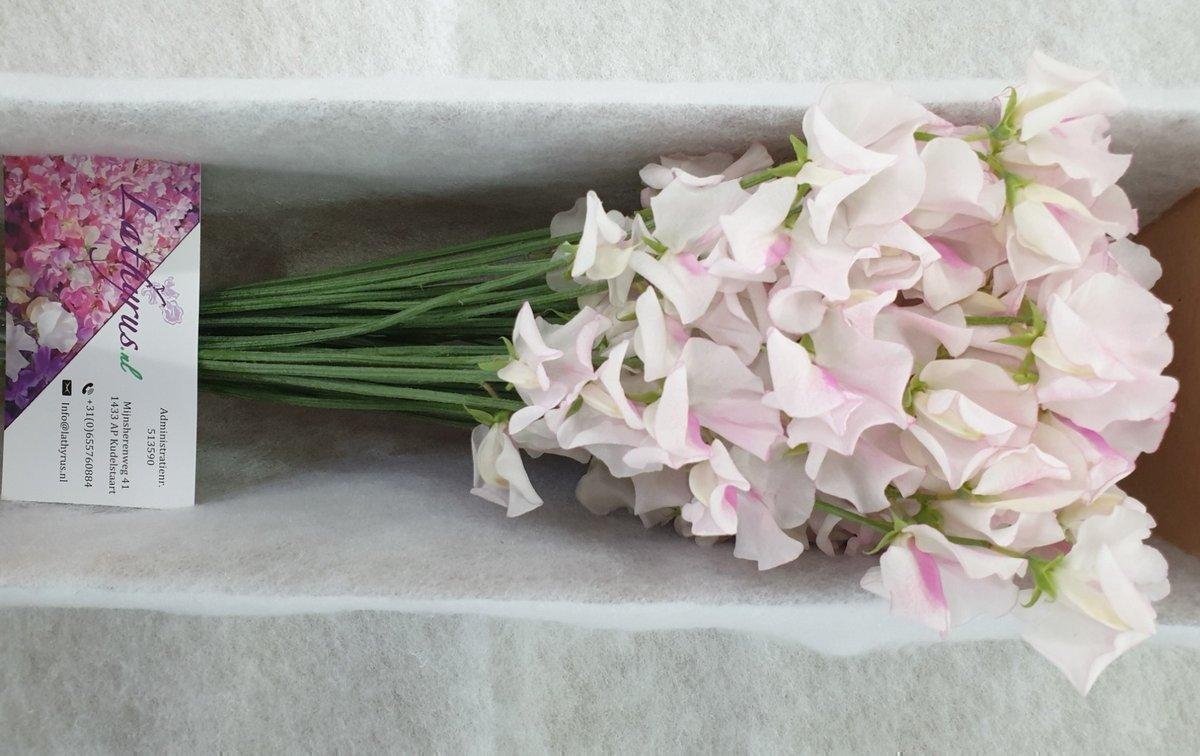Срезанные цветы оптом Lathyrus wedding white (white-pink) A от 50шт из Голландии с доставкой по России