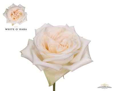 Срезанные цветы оптом Rosa la garden white o hara (scented) от 24шт из Голландии с доставкой по России
