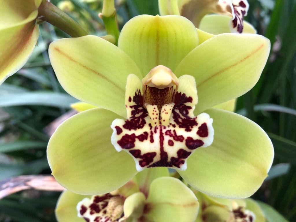 Срезанные цветы оптом Minicymbidium green french mustard от 10шт из Голландии с доставкой по России
