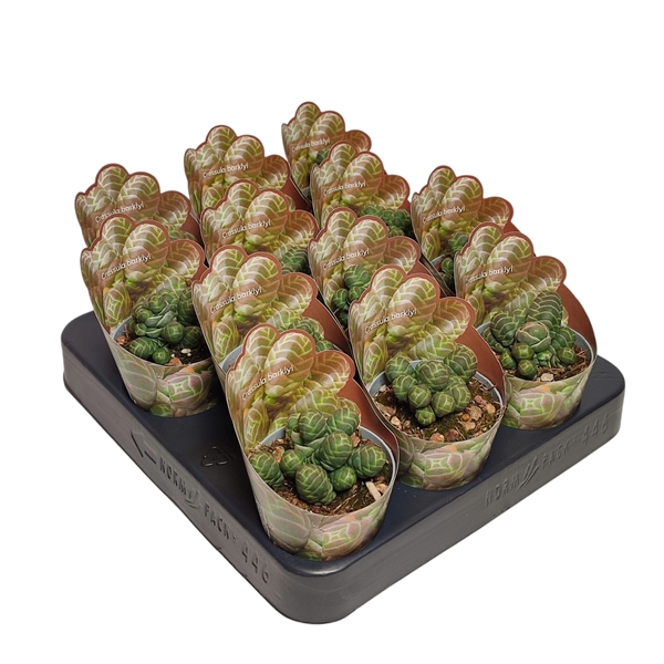 Горшечные цветы и растения оптом Crassula Barklyi Shaped Potcover от 12шт (для телеги) из Голландии с доставкой по России