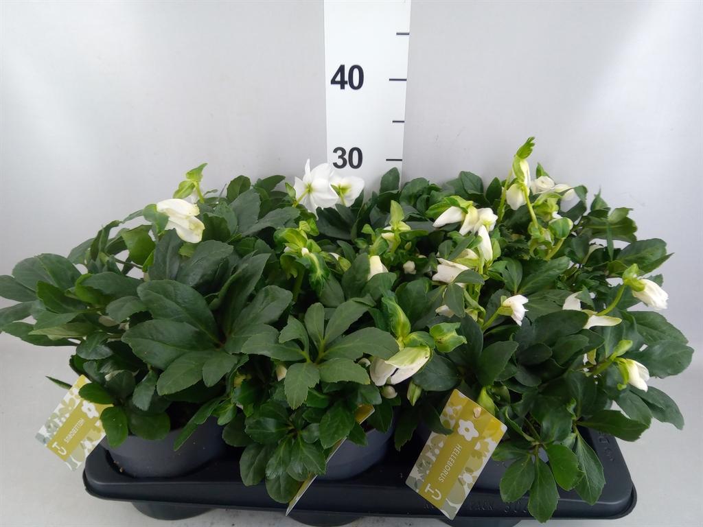 Горшечные цветы и растения оптом Helleborus Niger advent Star A от 6шт из Голландии с доставкой по России