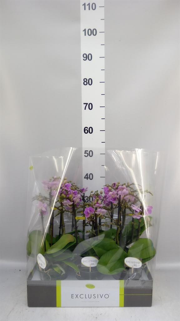 Горшечные цветы и растения оптом Phalaenopsis Multi. violet Queen от 6шт из Голландии с доставкой по России