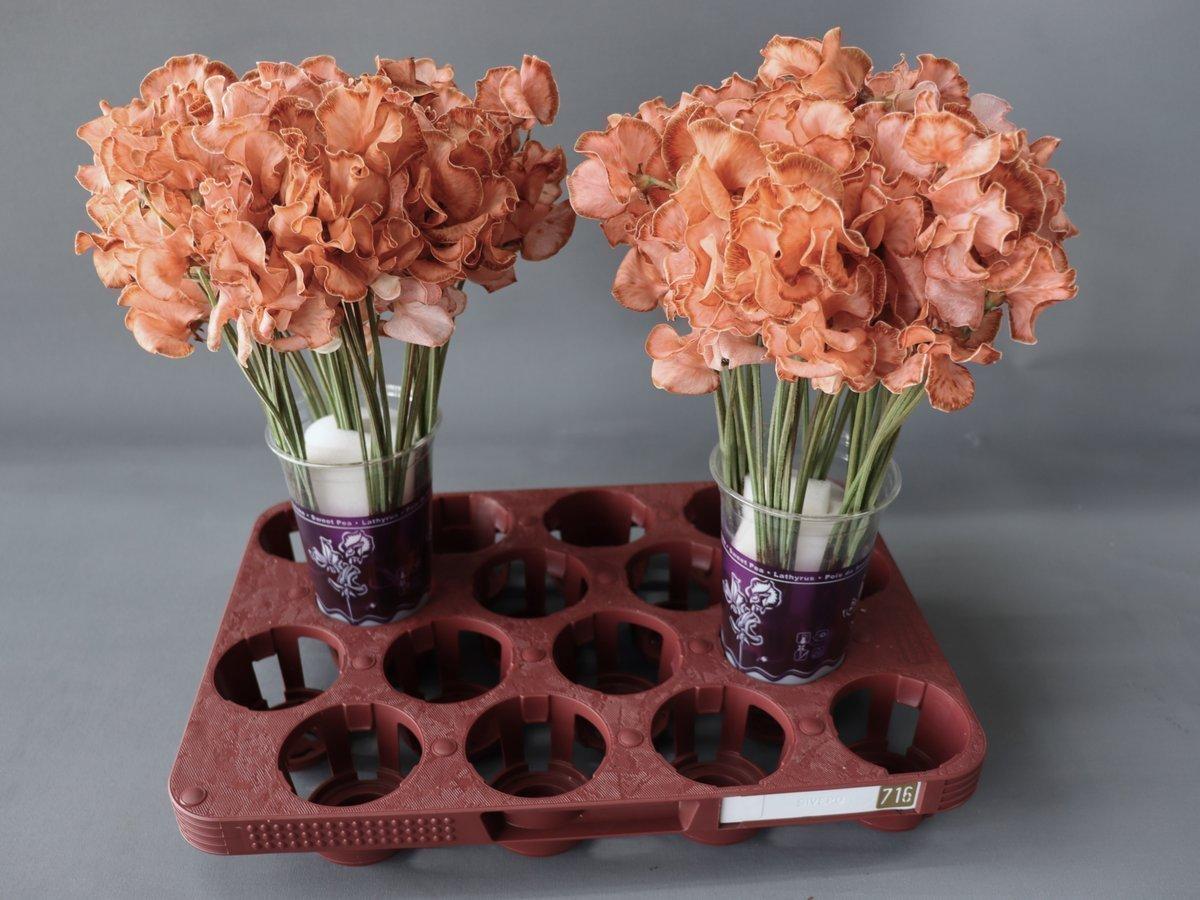 Срезанные цветы оптом Lathyrus paint chocolate magic от 50шт.. из Голландии с доставкой по России