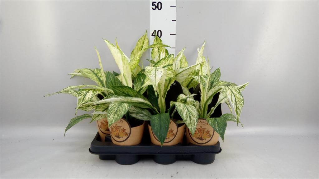 Горшечные цветы и растения оптом Spathiphyllum ... от 9шт из Голландии с доставкой по России