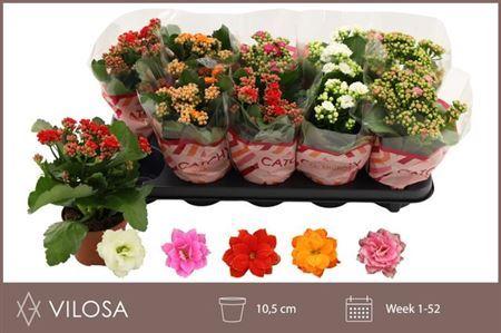 Горшечные цветы и растения оптом Kalanchoe Double Mix, 5 Colours от 10шт из Голландии с доставкой по России