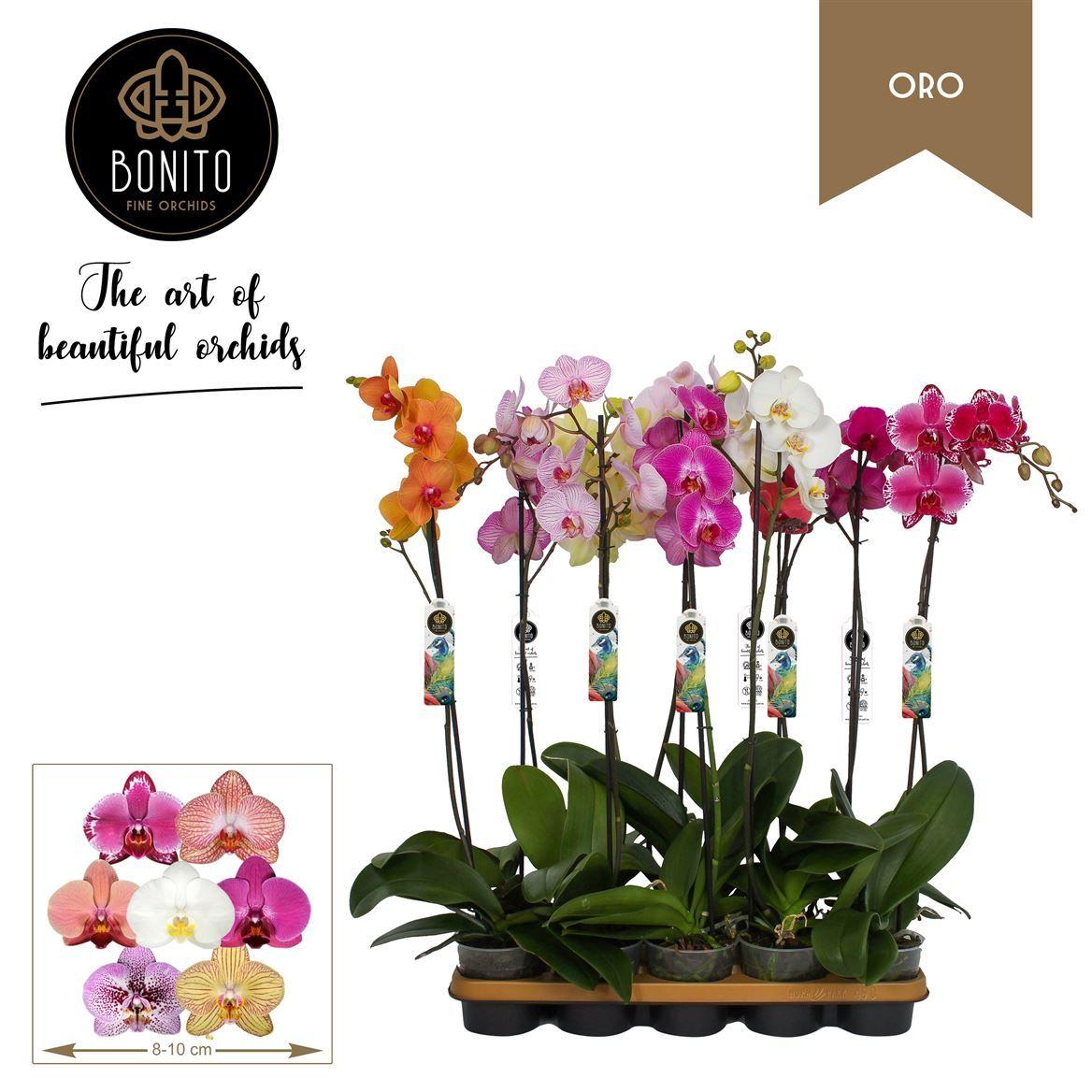 Горшечные цветы и растения оптом Phal 1st Oro Mix 9+ (bonito) от 10шт из Голландии с доставкой по России