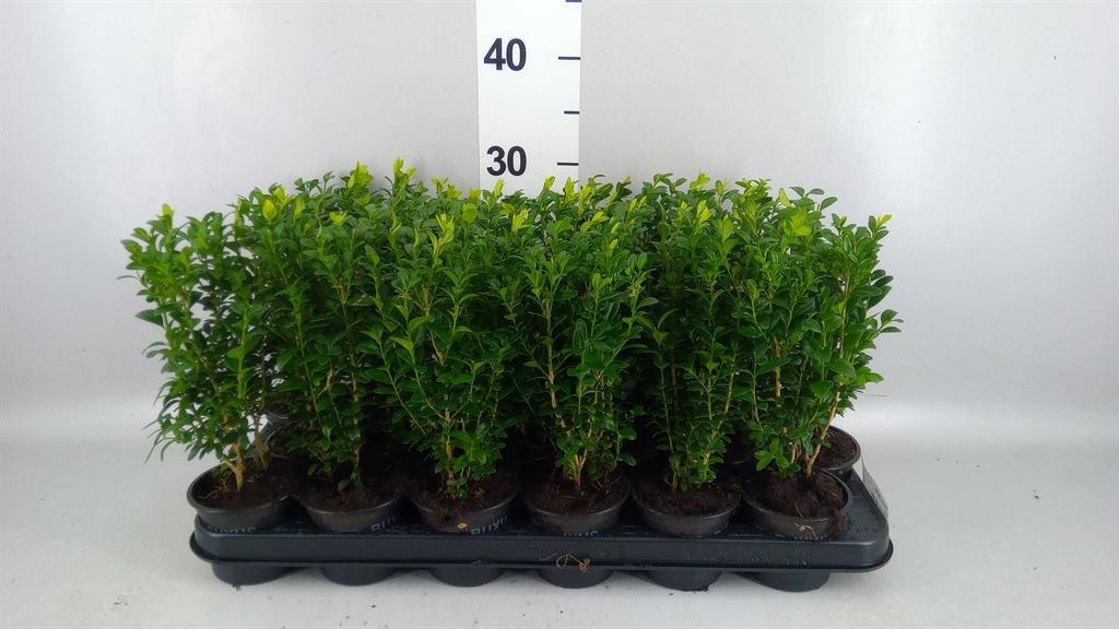Горшечные цветы и растения оптом Buxus Semp. ... от 18шт (для телеги) из Голландии с доставкой по России