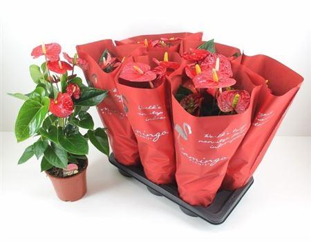 Горшечные цветы и растения оптом Anthu A Mauii Red 6+ P17 Spring Deal от 6шт из Голландии с доставкой по России