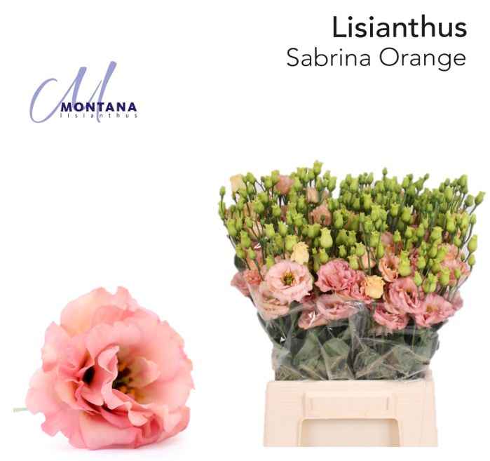 Срезанные цветы оптом Lisianthus do sabrina orange от 50шт из Голландии с доставкой по России