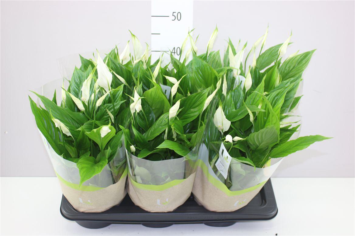 Горшечные цветы и растения оптом Spathiphyllum Chopin Schaal от 6шт из Голландии с доставкой по России