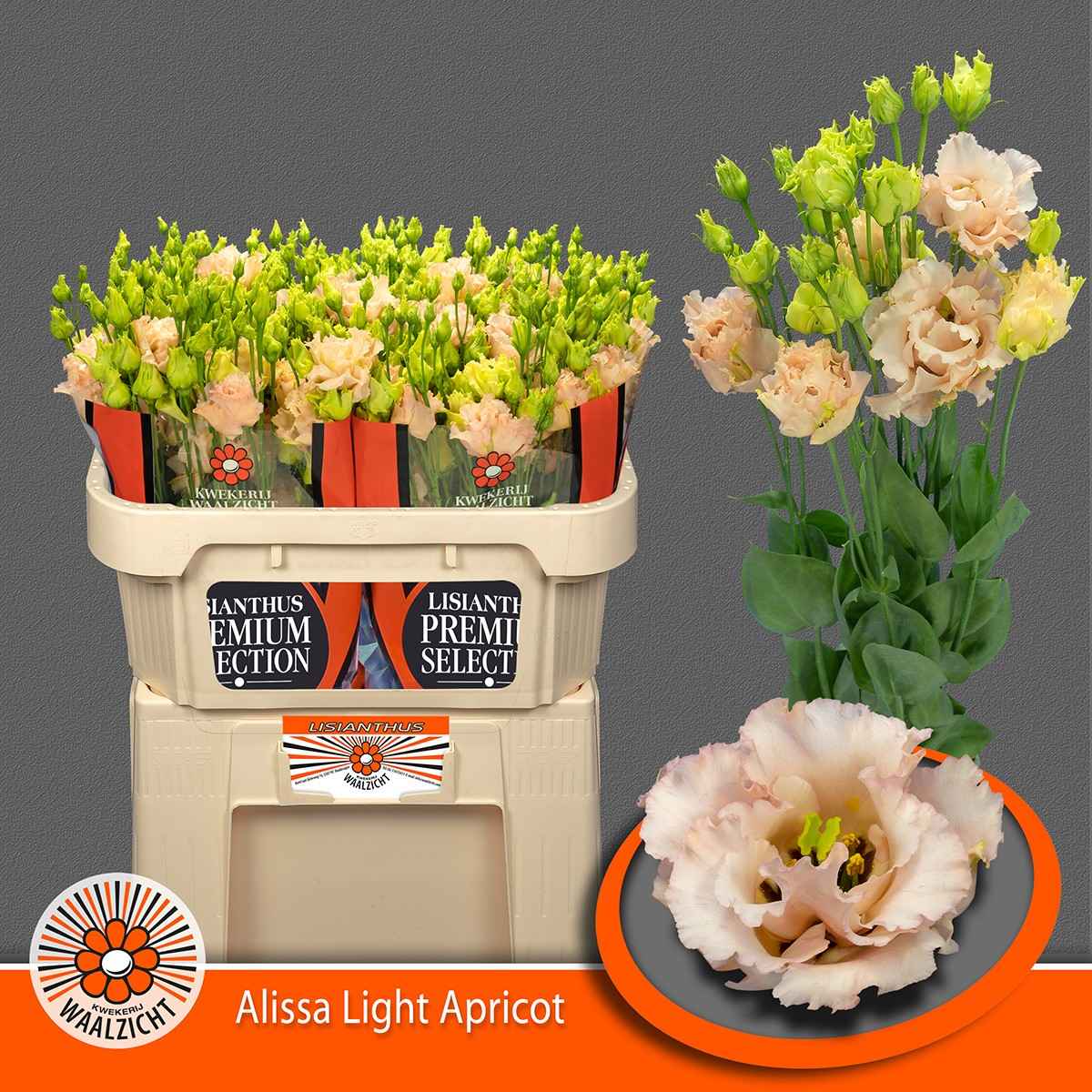 Срезанные цветы оптом Lisianthus do alissa light apricot от 40шт из Голландии с доставкой по России