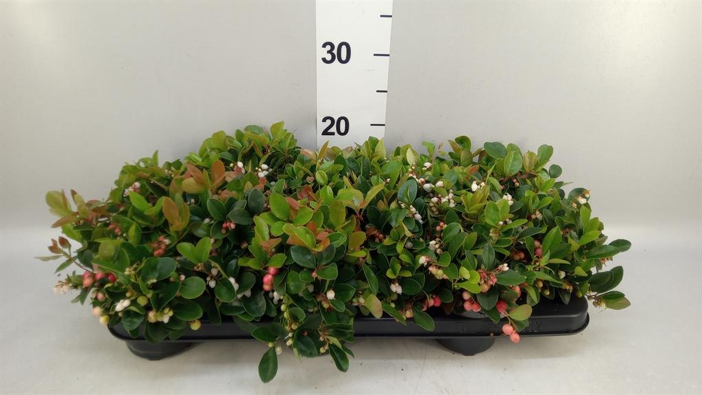 Горшечные цветы и растения оптом Gaultheria Proc. от 12шт из Голландии с доставкой по России