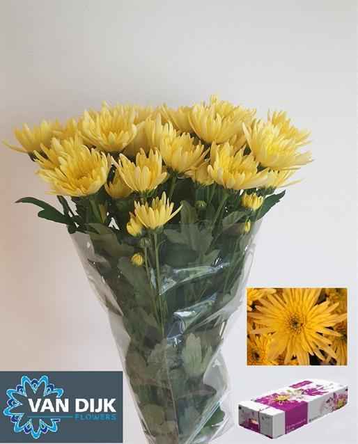 Срезанные цветы оптом Chrys sp delianne yellow от 80шт из Голландии с доставкой по России
