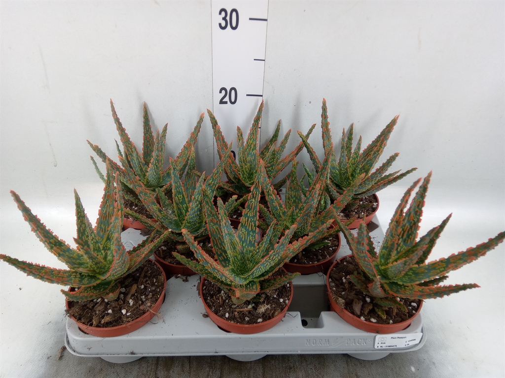 Горшечные цветы и растения оптом Aloe   ... от 8шт из Голландии с доставкой по России